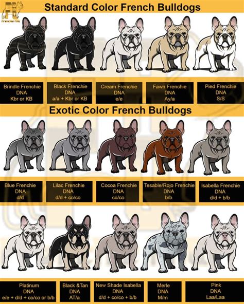 Akc french bulldog color chart - White is the most common lighter color in this case. The black markings on a French Bulldog will most likely occur on the face, ears, and back. It is very rare to find them on the belly area or the chest although it is not entirely impossible. 18. …